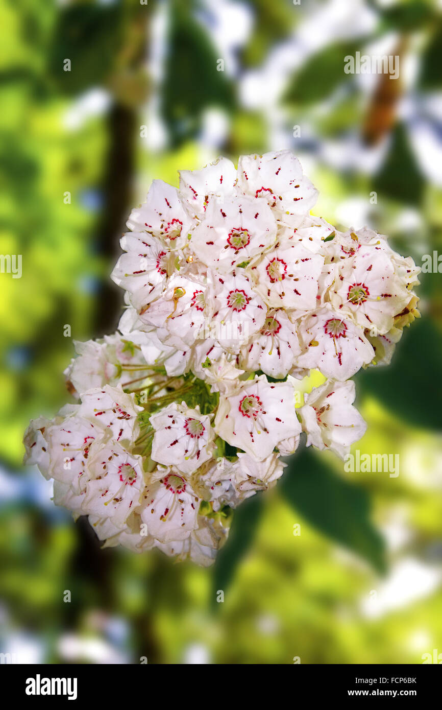 Mountain Laurel Stockfotos Und Bilder Kaufen Alamy