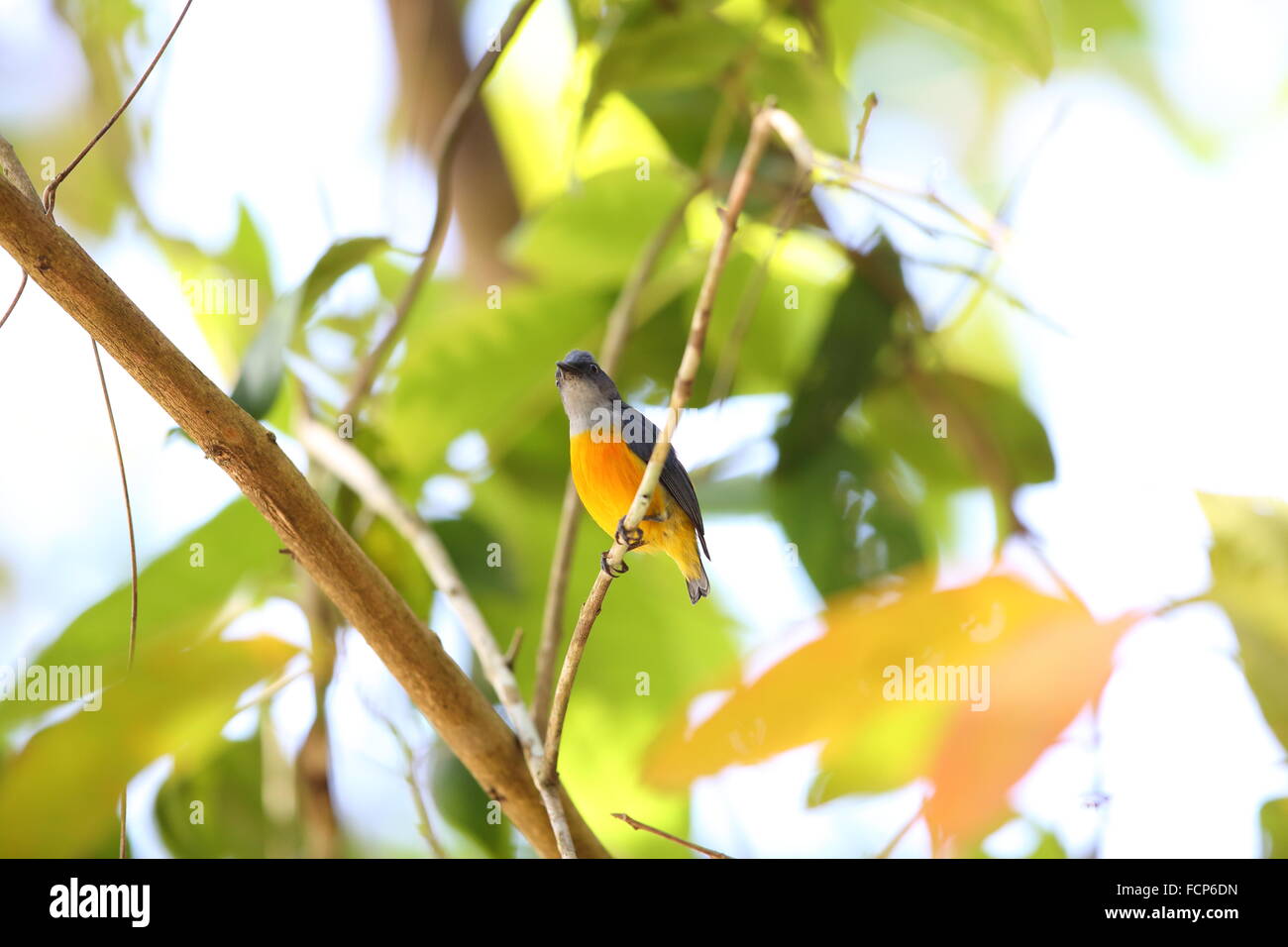 Orange-bellied Flowerpecker (Dicaeum Trigonostigma) in Thailand Stockfoto