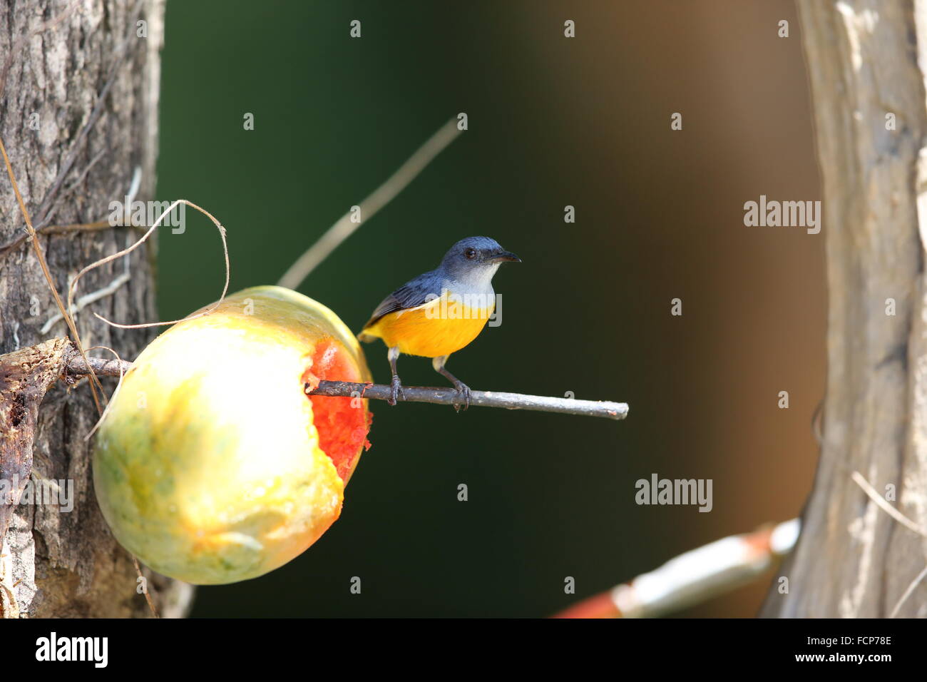 Orange-bellied Flowerpecker (Dicaeum Trigonostigma) in Thailand Stockfoto