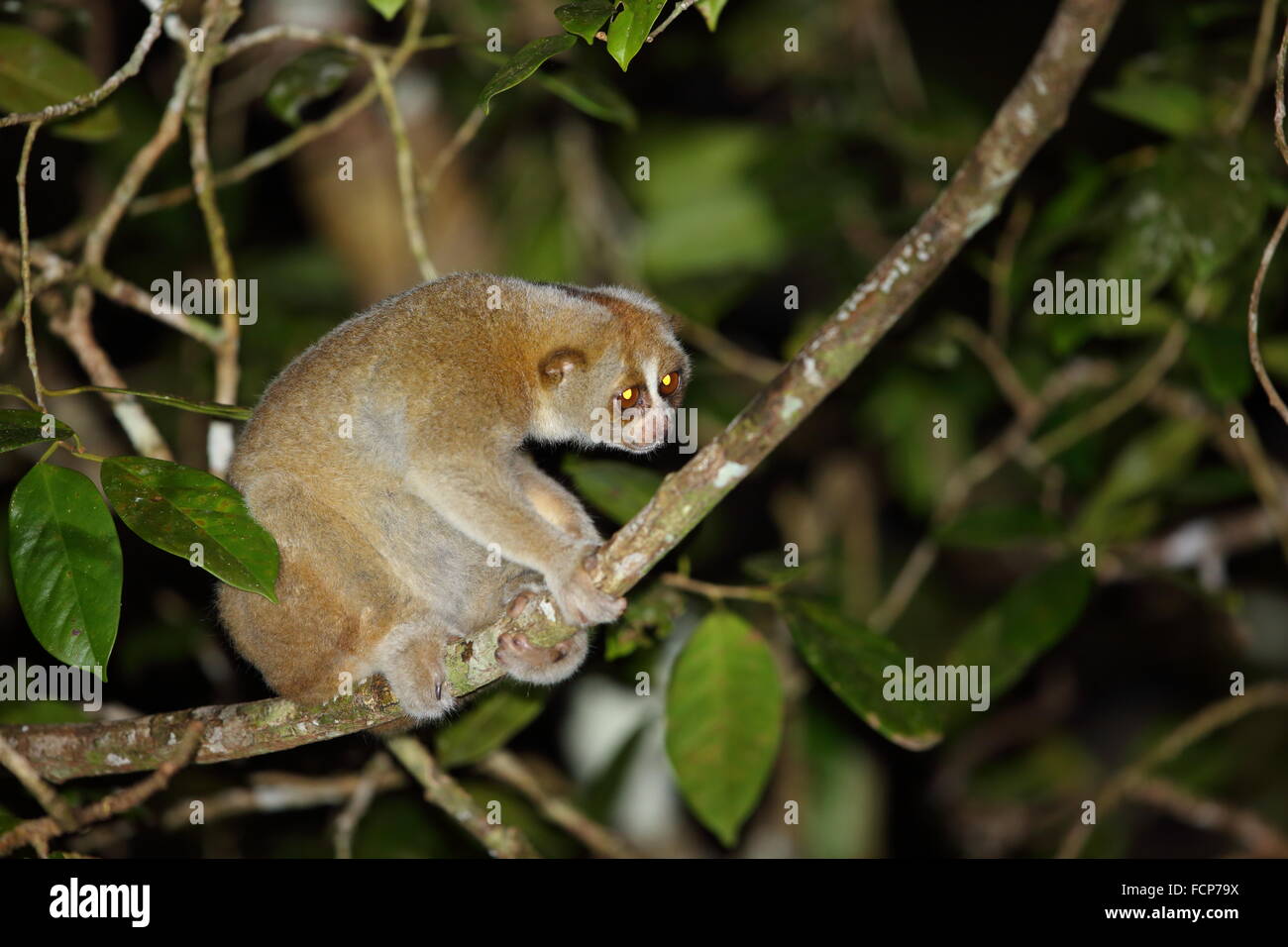 Sunda Slow Loris (Nycticebus Coucang) in Thailand Stockfotografie - Alamy