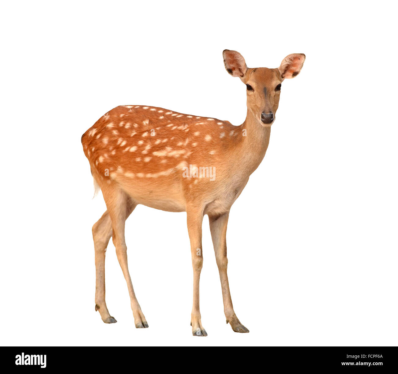 Sika Hirsche isoliert auf weißem Hintergrund Stockfoto