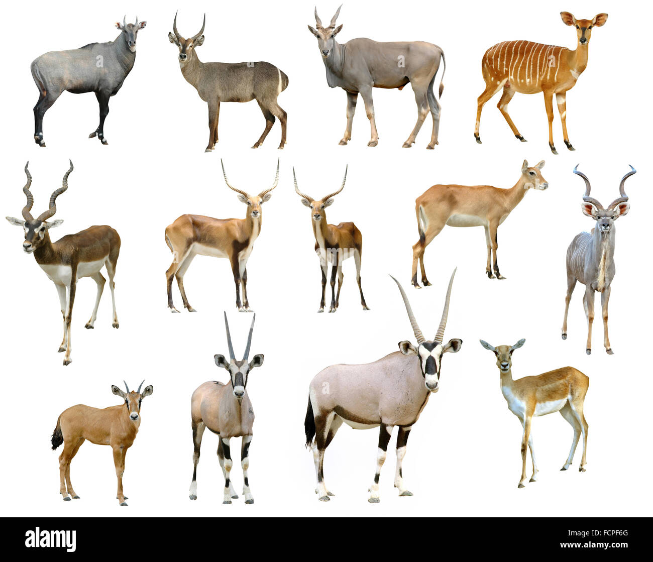 Antilope Sammlung isoliert auf weißem Hintergrund Stockfoto