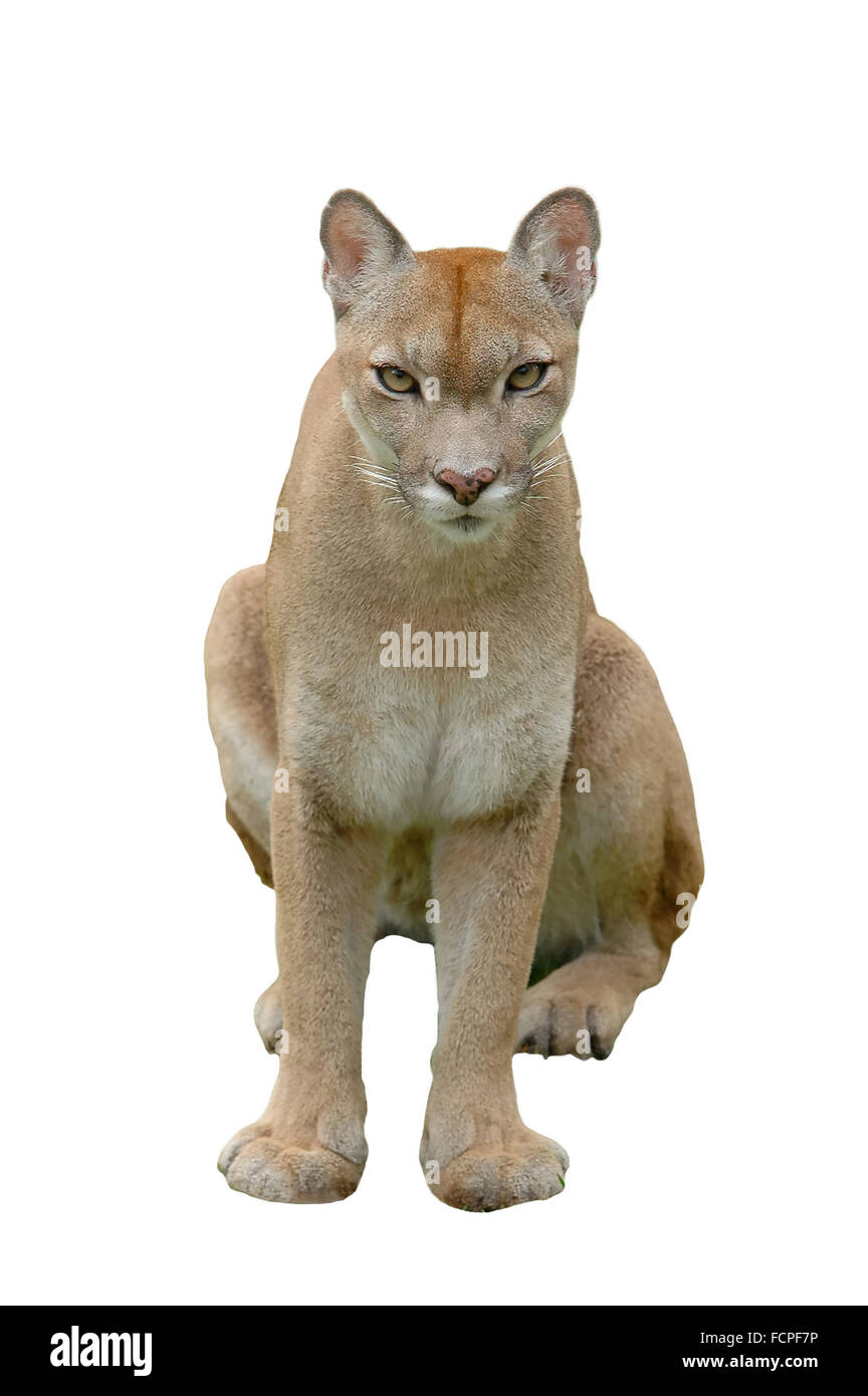 Puma oder Berglöwe isoliert auf weißem Hintergrund Stockfoto