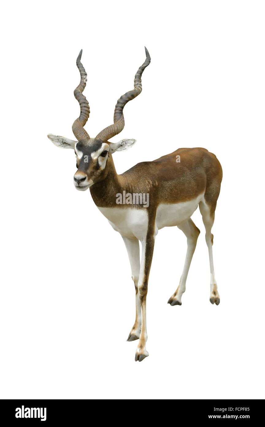 Blackbuck isoliert Stockfoto