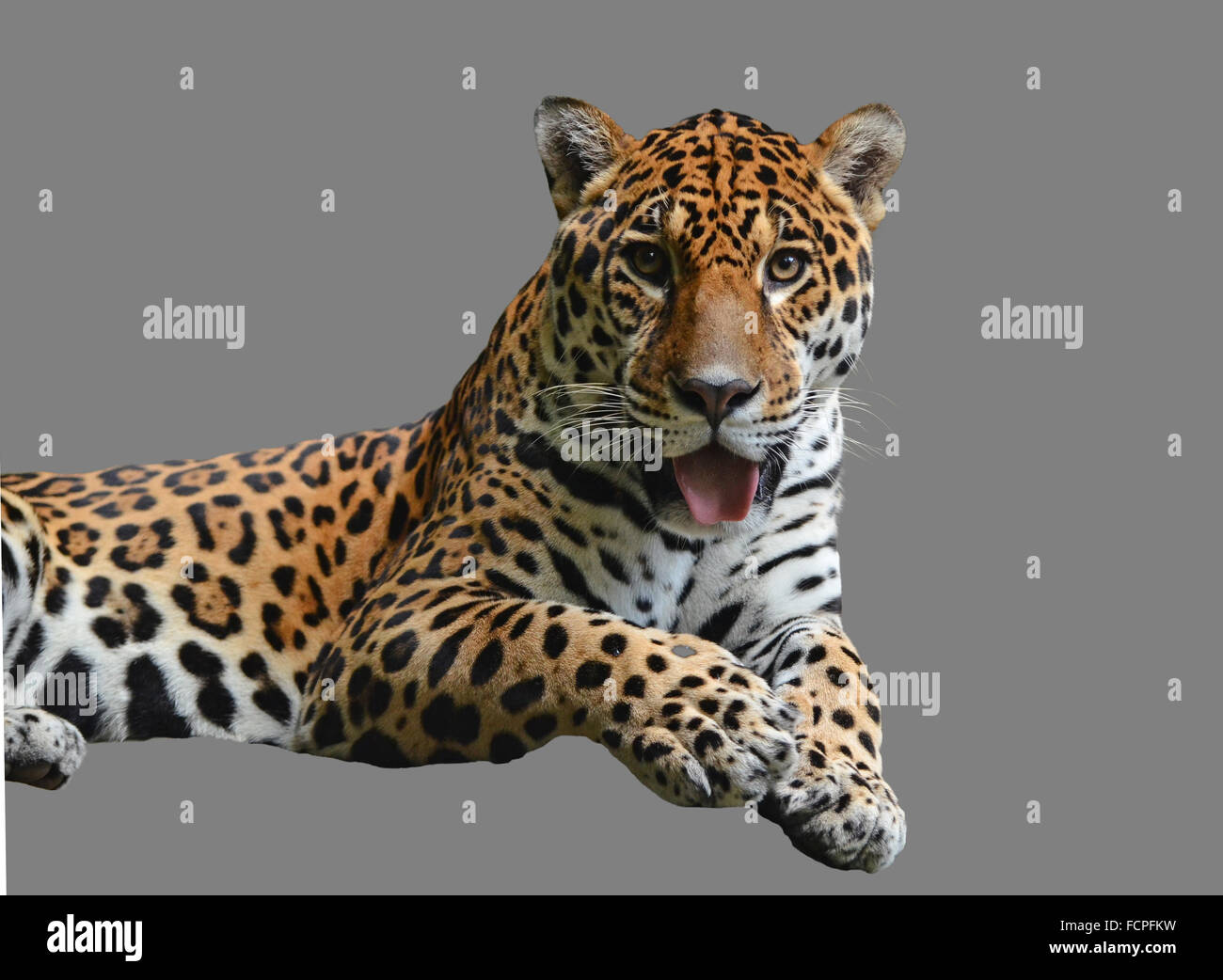 liegender Leopard auf einem grauen Hintergrund isoliert Stockfoto
