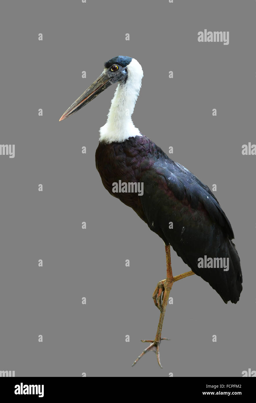 Weiß-necked Storch oder Woolly-necked Storch auf grauem Hintergrund isoliert Stockfoto