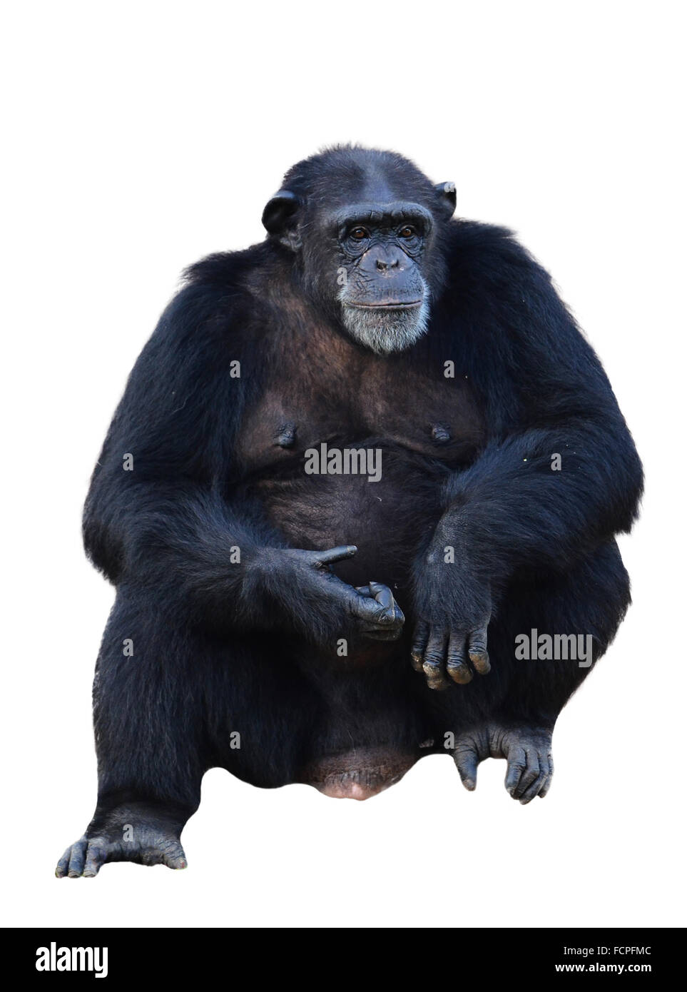 Schimpanse, Simia Troglodytes isoliert auf weißem Hintergrund Stockfoto