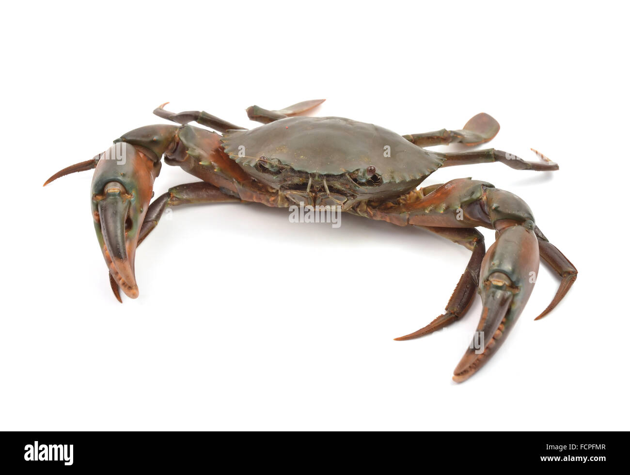 crab isolated on white background Stockfoto