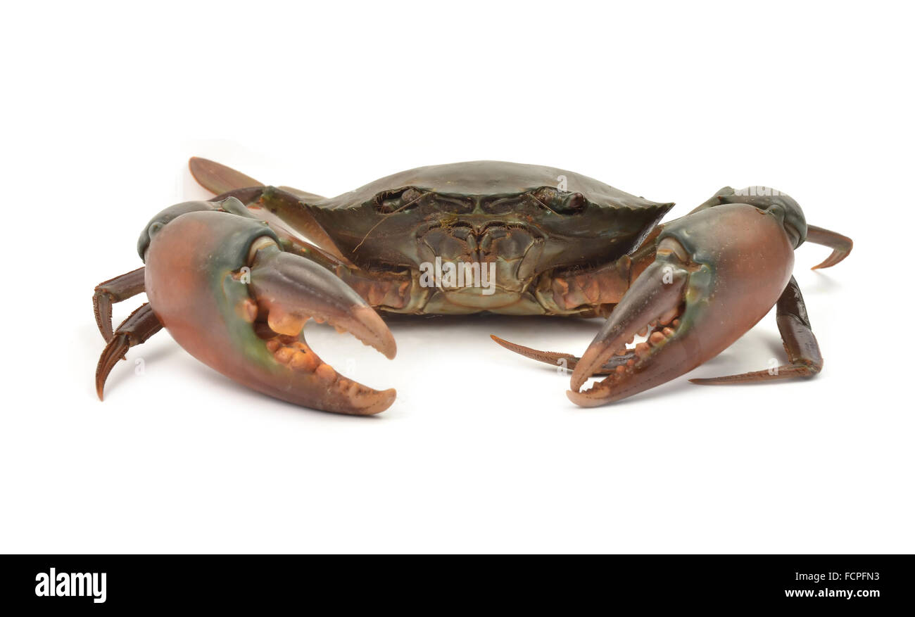 Krabbe isoliert auf weißem Hintergrund Stockfoto