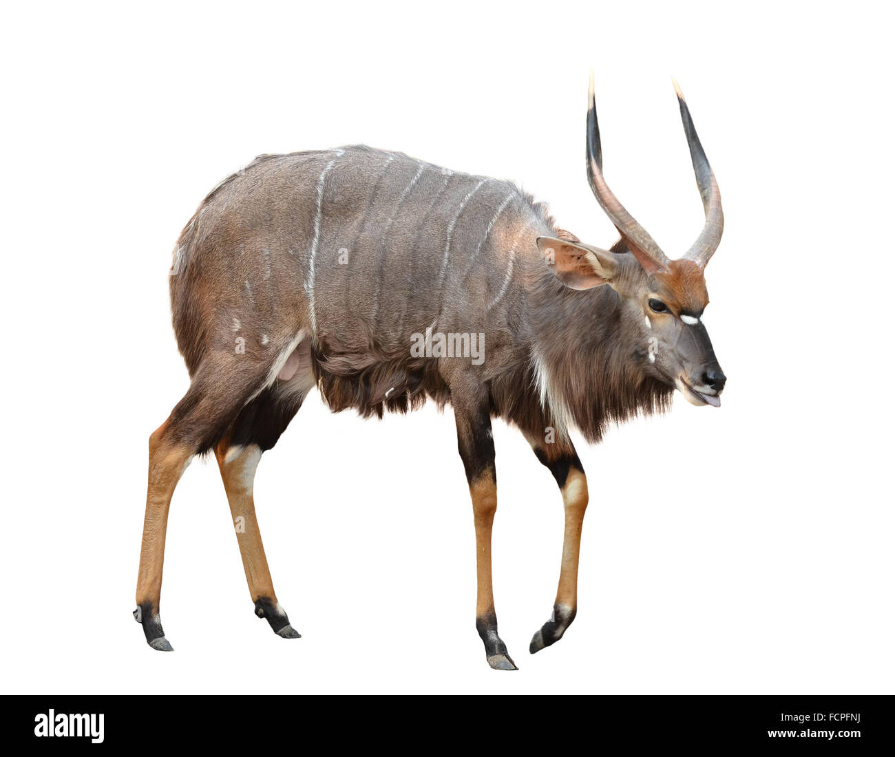 Erwachsene männliche Nyala isoliert auf weißem Hintergrund Stockfoto