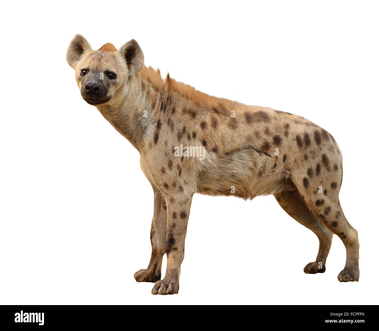 Gefleckte Hyäne isoliert auf weißem Hintergrund Stockfoto