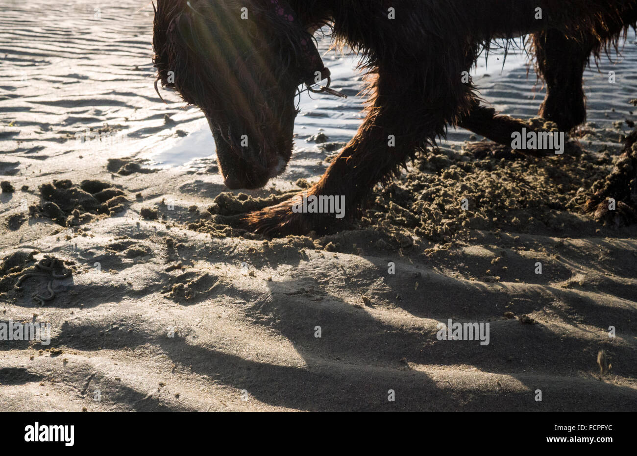 Brown Springer Spaniel Hund graben ein Loch in den Sand am Strand bei Sonnenuntergang. Stockfoto