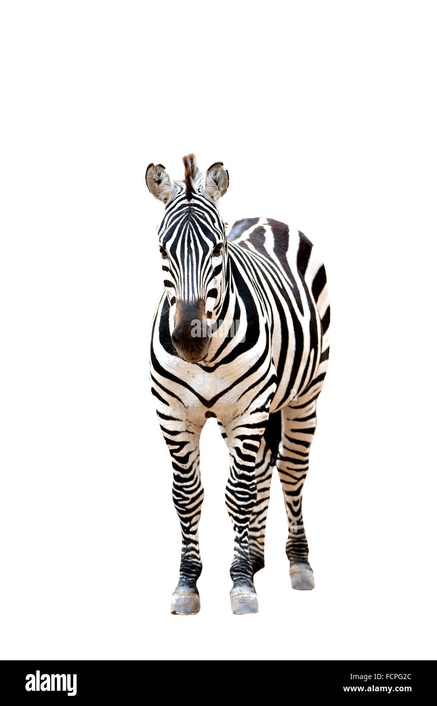 Zebra isoliert auf weißem Hintergrund Stockfoto