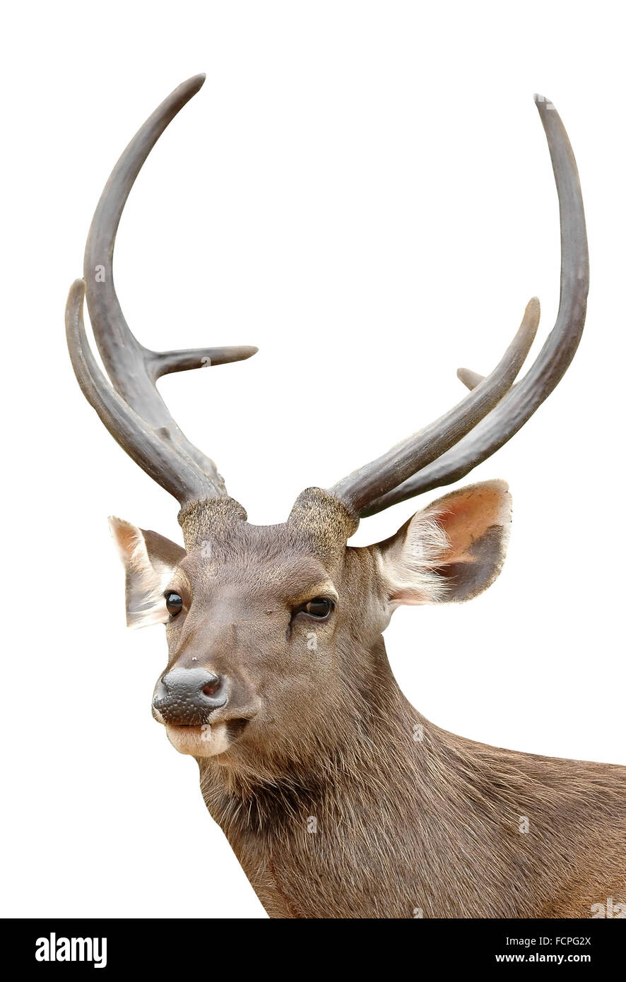 Sambar Deer isoliert Stockfoto