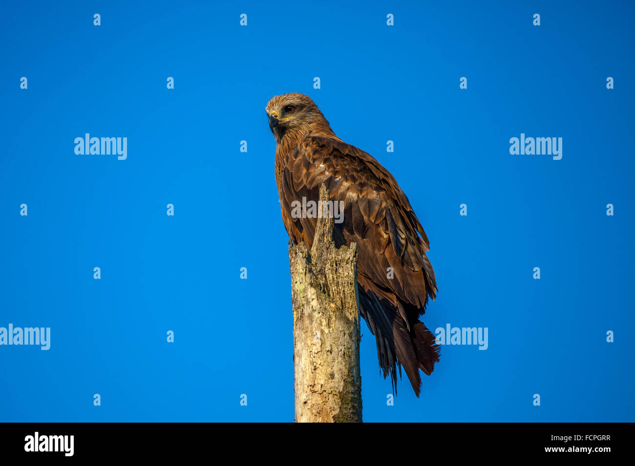 Kite (Milvus Migrans) Stockfoto