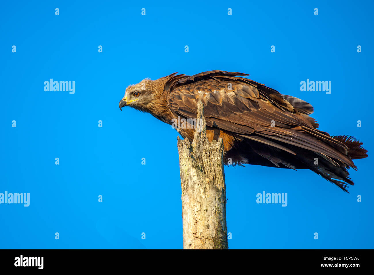 Kite (Milvus Migrans) Stockfoto