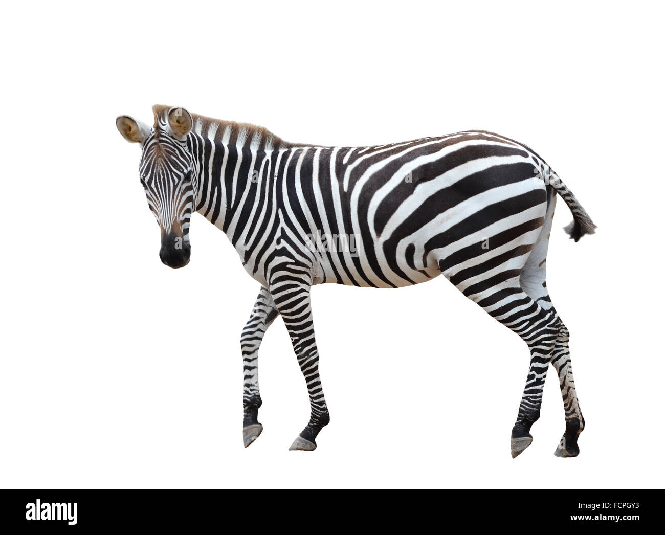 Zebra isoliert auf weißem Hintergrund Stockfoto