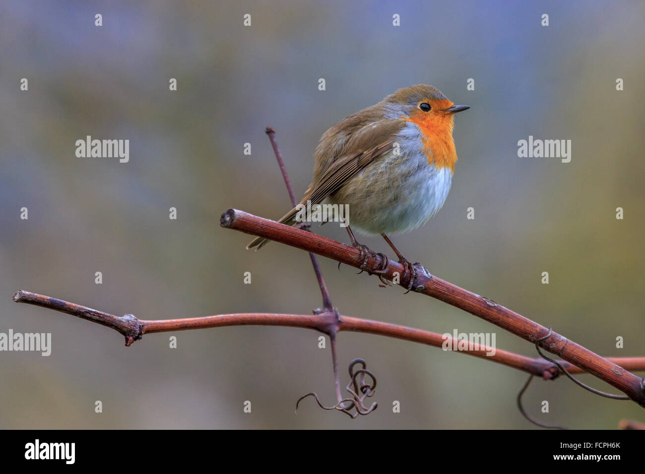 Totenvogel (Erithacus Rubecula) Stockfoto