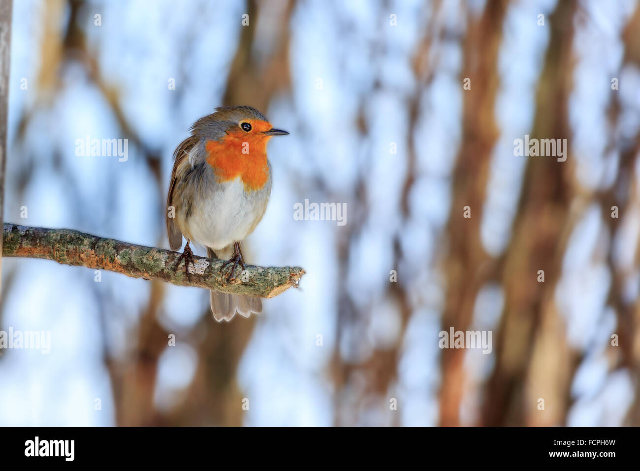 Totenvogel (Erithacus Rubecula) Stockfoto