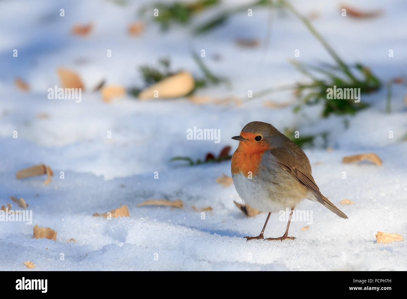 Totenvogel (Erithacus Rubecula) Stockfoto