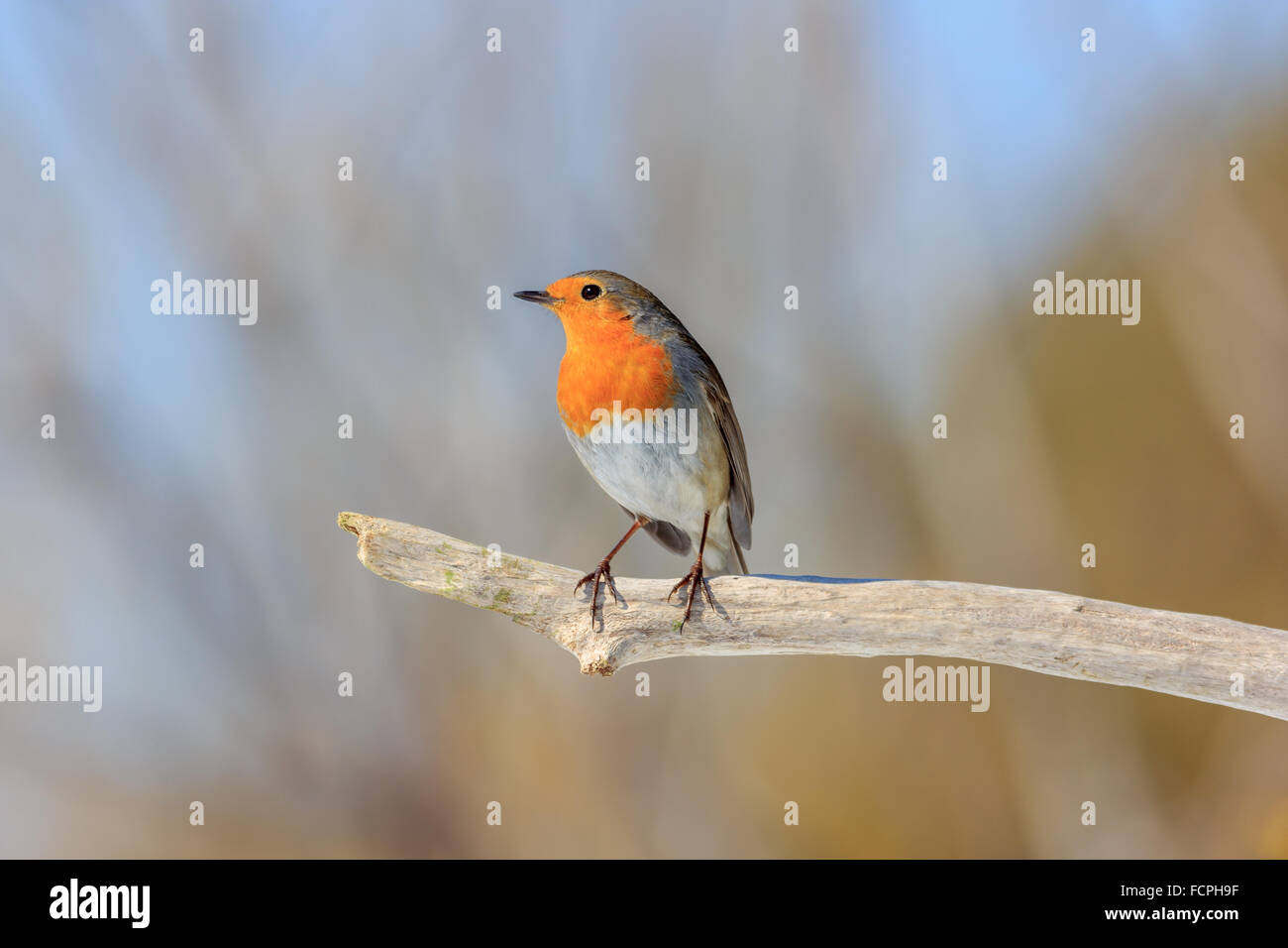 Totenvogel (Erithacus Rubecula) Stockfoto