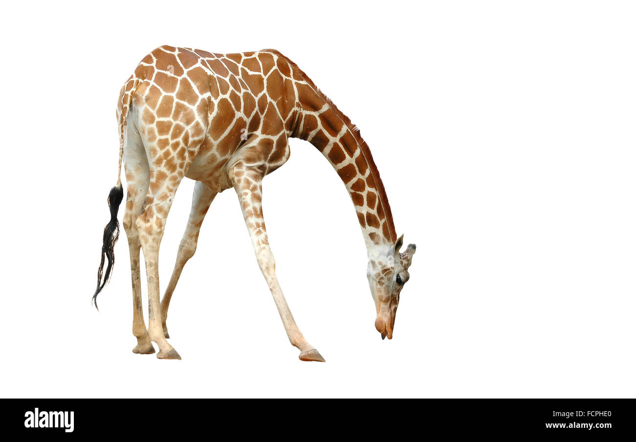 Giraffe isoliert auf weißem Hintergrund Stockfoto