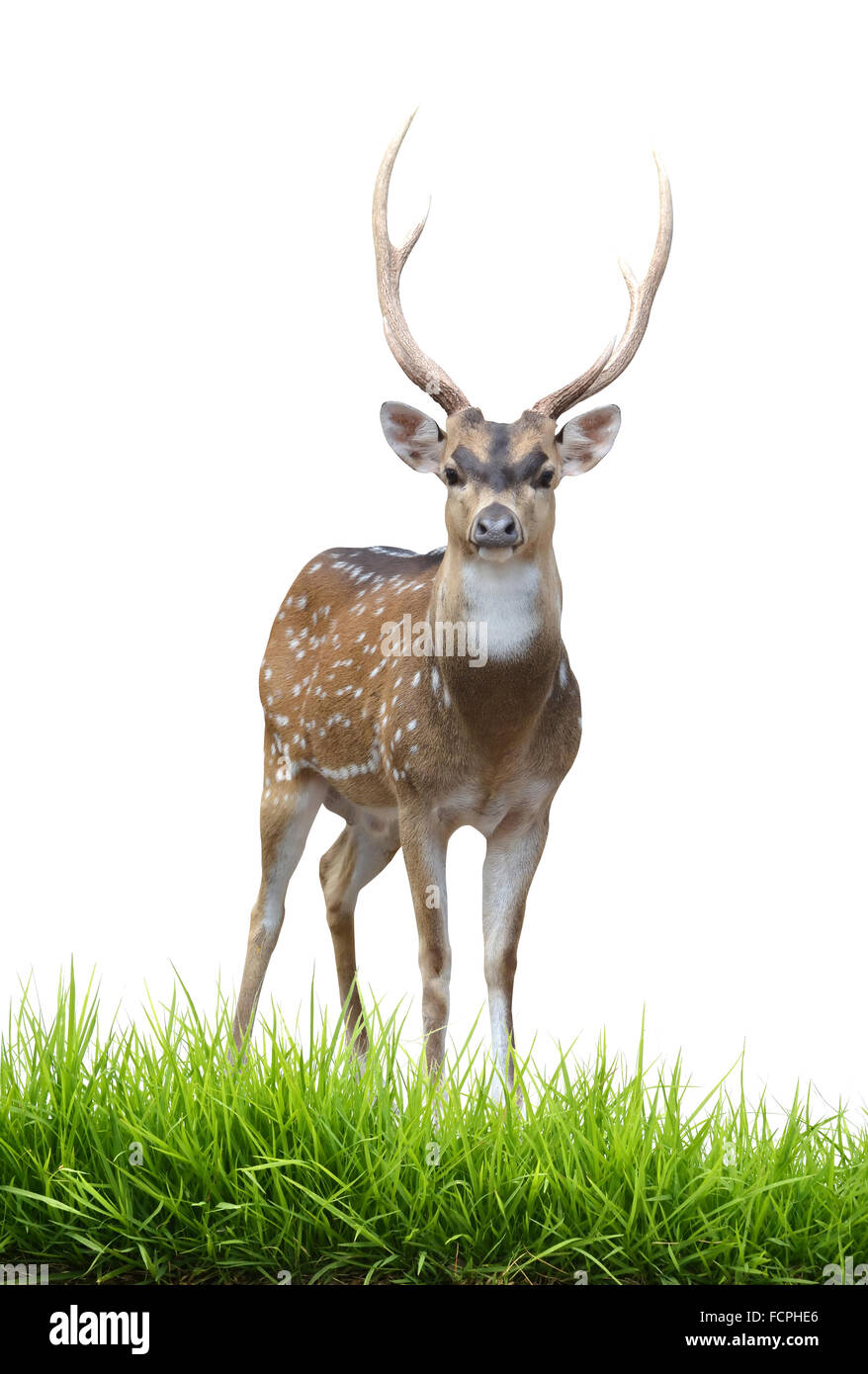 männlichen Axishirsche isoliert auf weißem Hintergrund Stockfoto