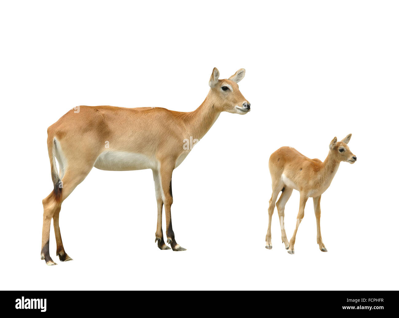 roten Letschwe isoliert Stockfoto