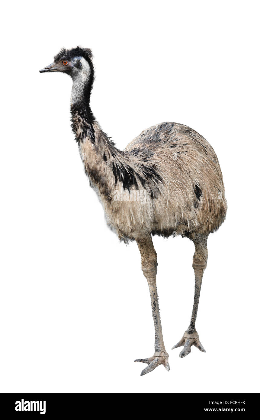 Eine australische Emu auf weißem Hintergrund Stockfoto