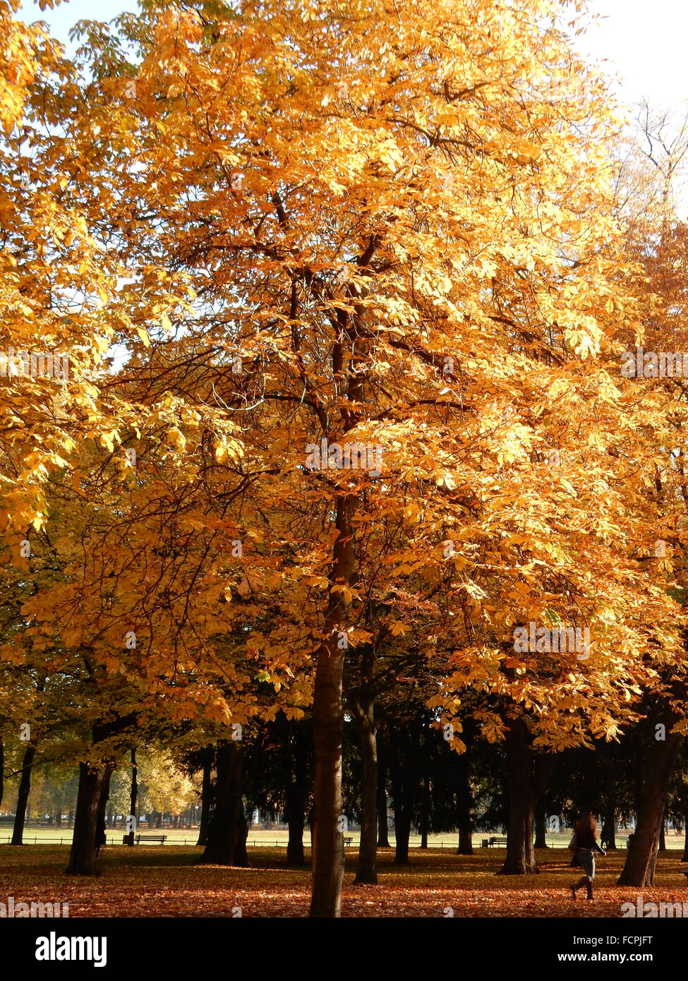 Herbst in Bonn, Hofgarten, Deutschland Stockfoto