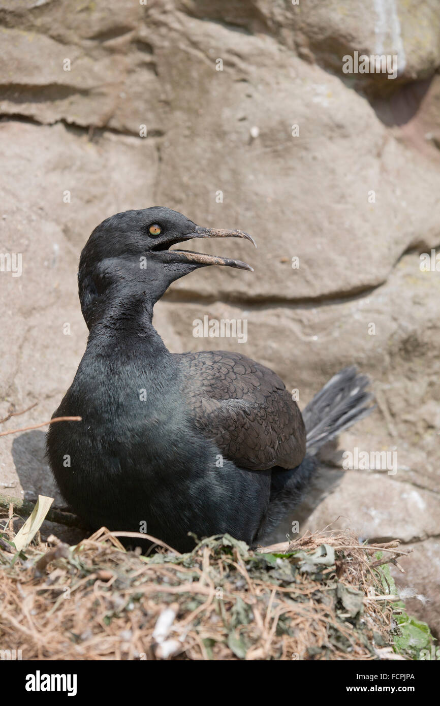 Bank-Kormoran; Phalacrocorax Neglectus einzigen gefangen; UK Stockfoto