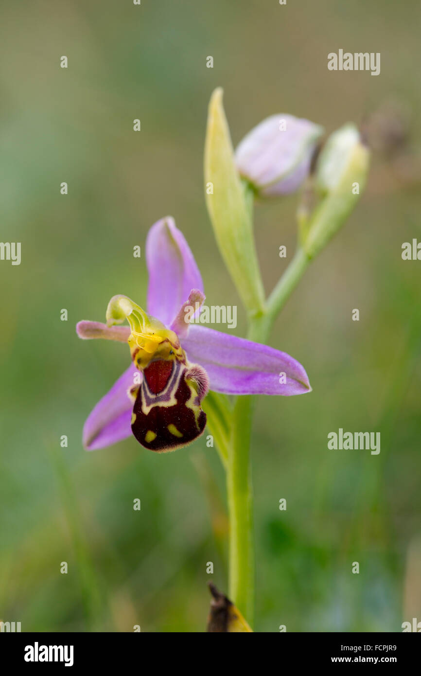 Biene Orchidee; Ophrys Apifera Blume; Anglesey; UK Stockfoto