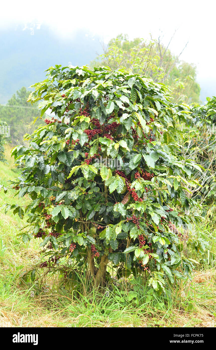 Frische Kaffeebohnen auf Baum Stockfoto
