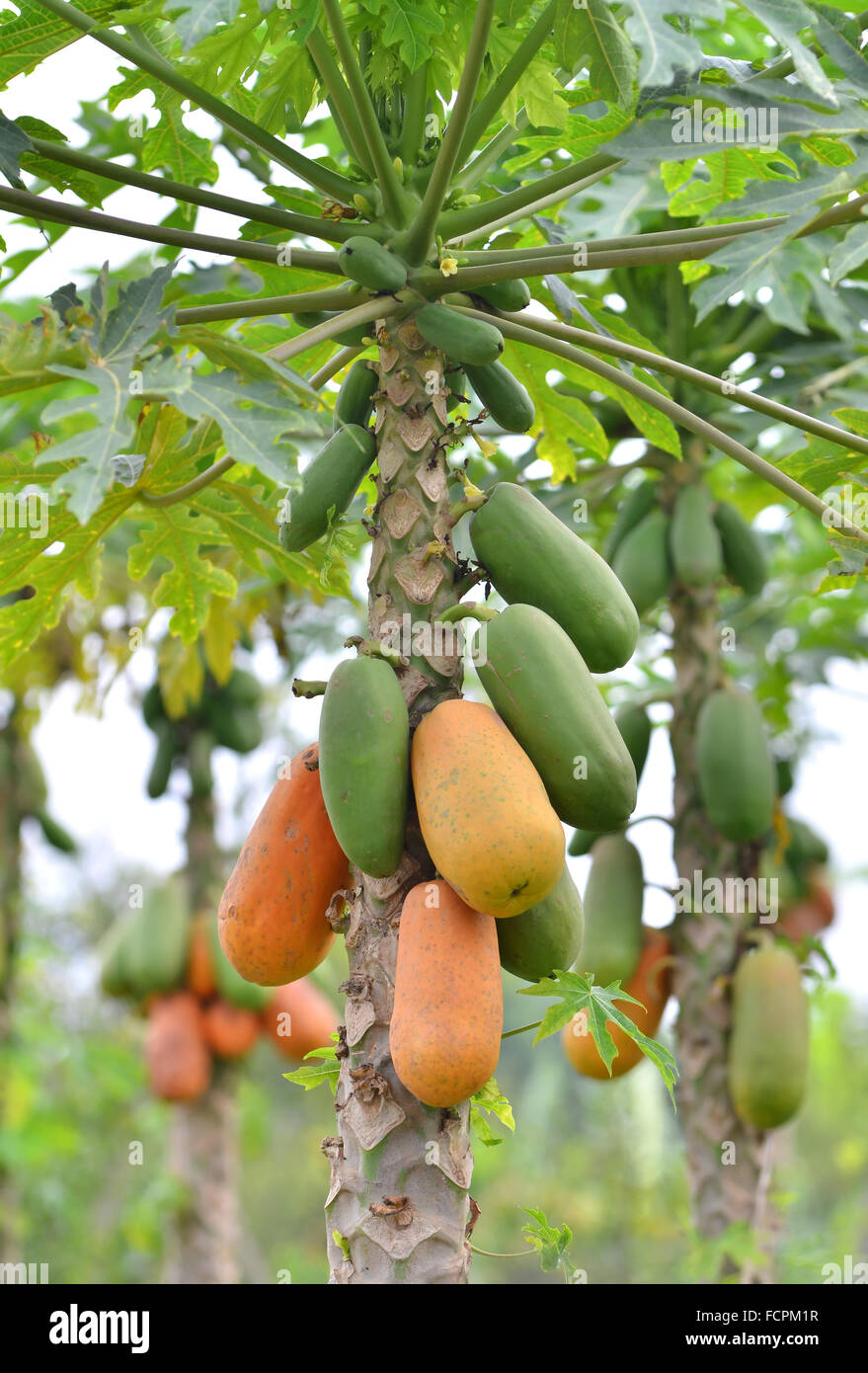 Reihe von Papayas an den Baum hängen Stockfoto