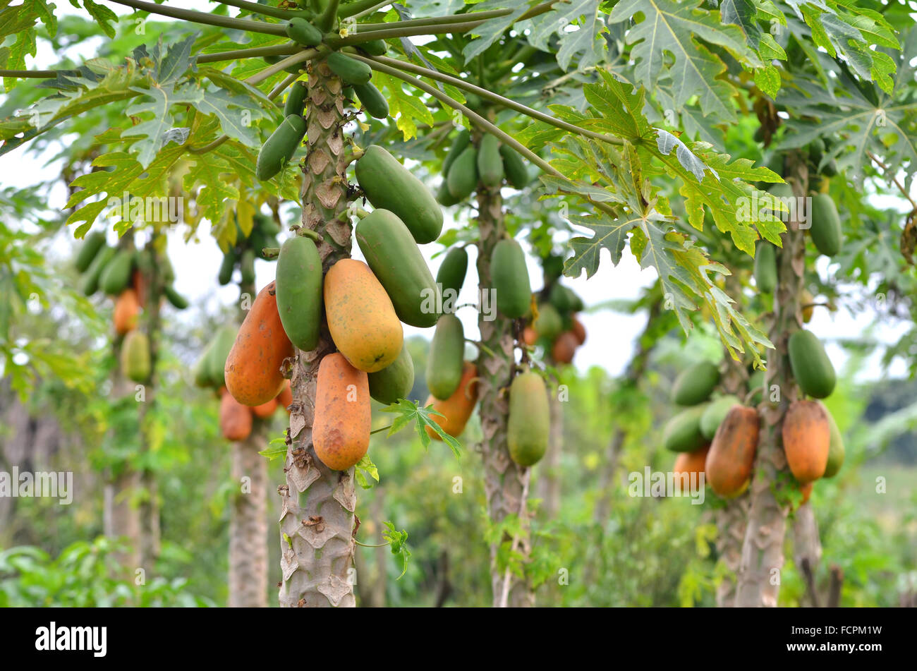 Reihe von Papayas an den Baum hängen Stockfoto
