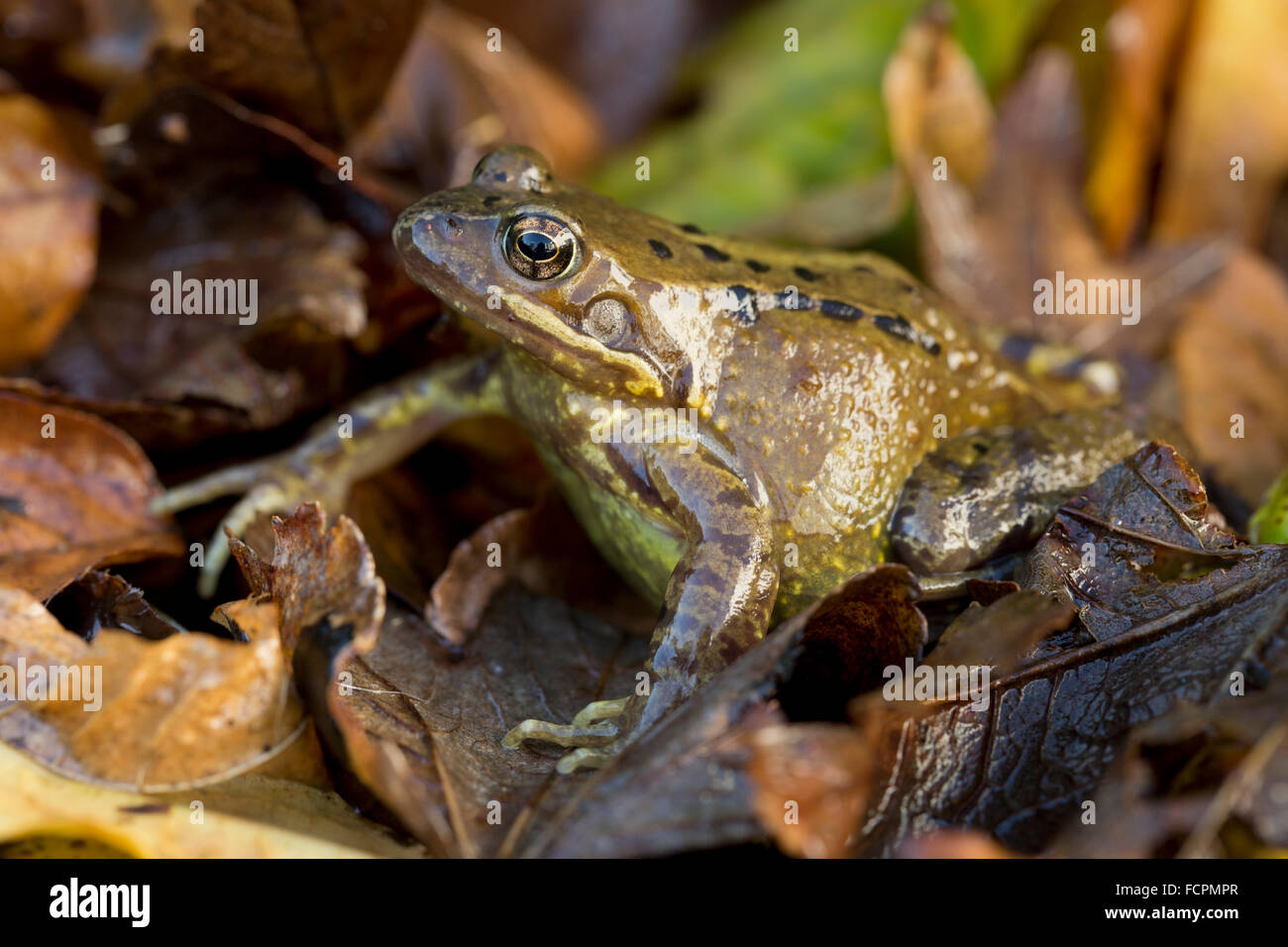 Grasfrosch; Rana Temporaria Single mit Herbstlaub; Cornwall; UK Stockfoto