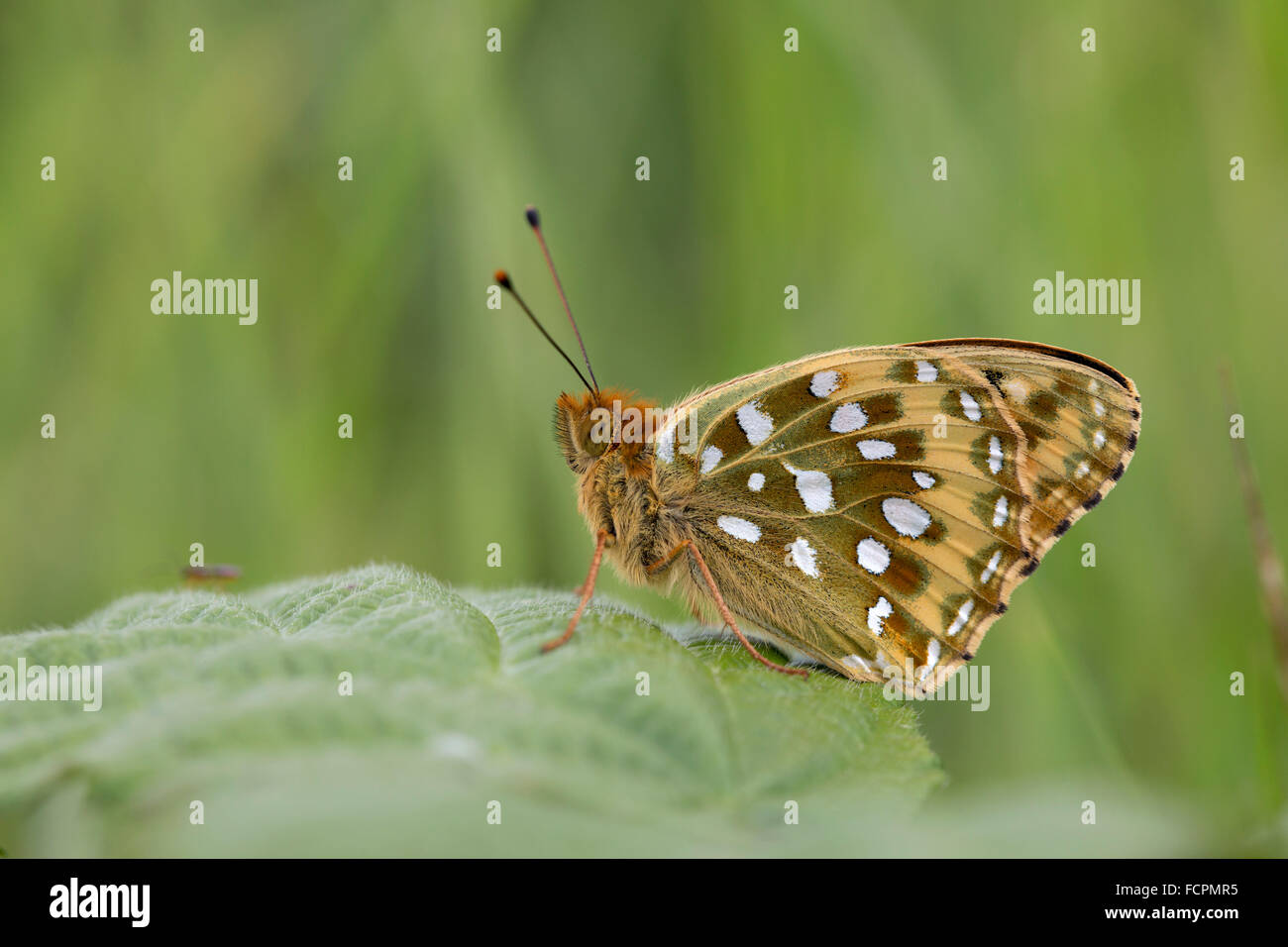Dunkel grün Fritillary Butterfly; Mesoacidalia Aglaia Single auf Blatt; Cumbria; UK Stockfoto