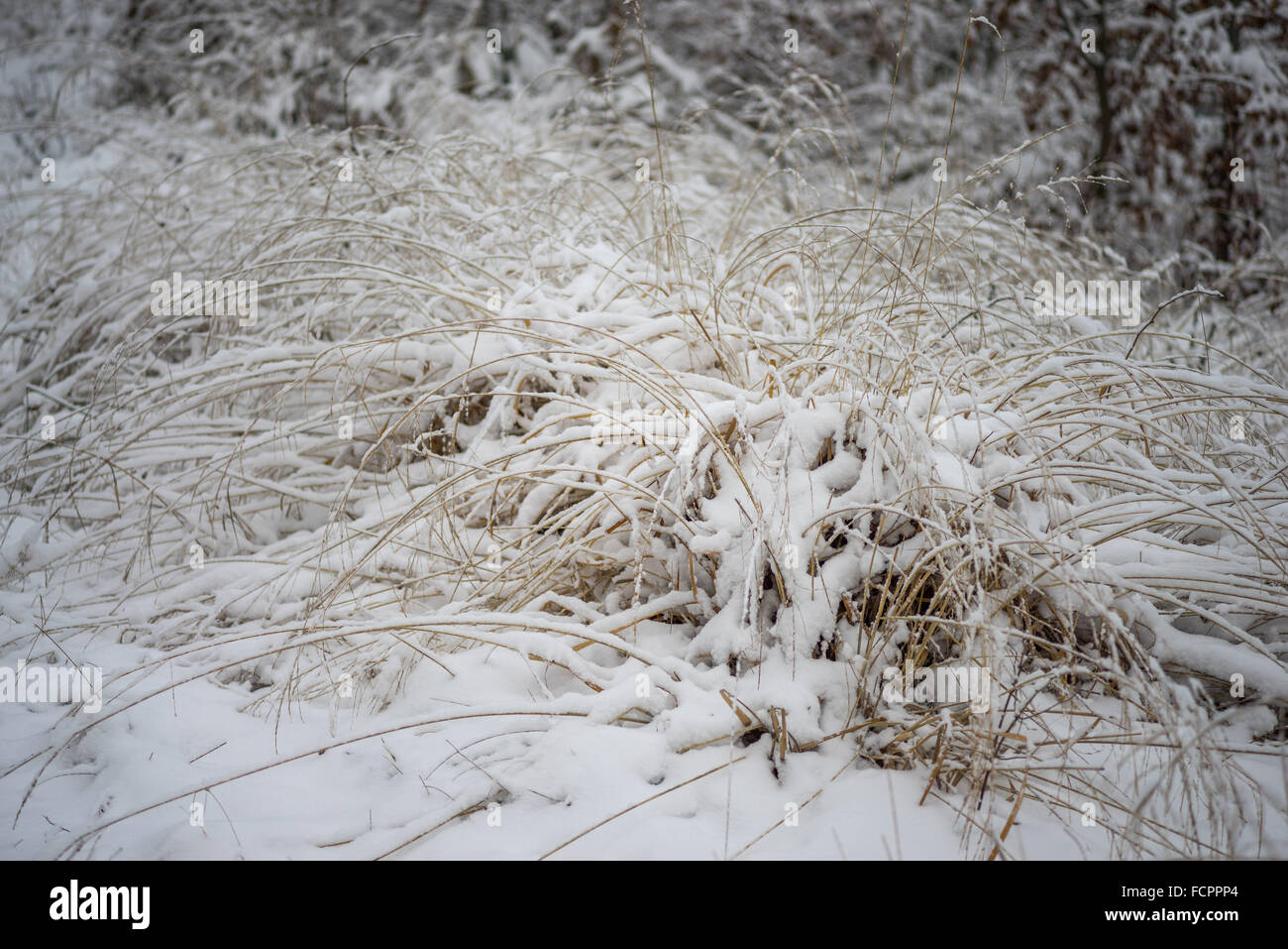 Verdorrten Rasen mit reinen Neuschnee bedeckt Stockfoto