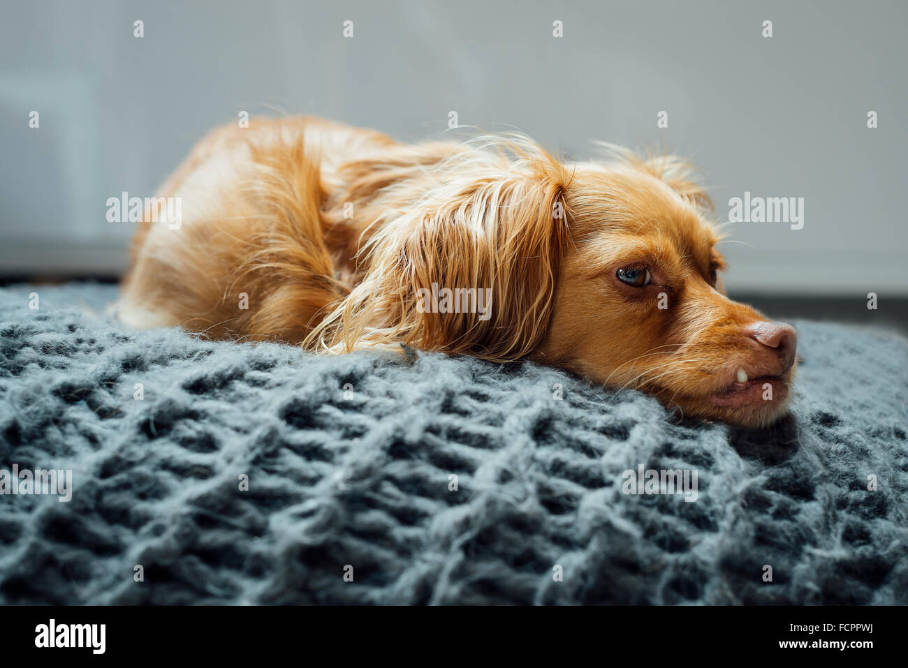 Braunen Spaniel Mischling Rüde ausruhen oder posiert auf dunklen grauen Kissen Stockfoto