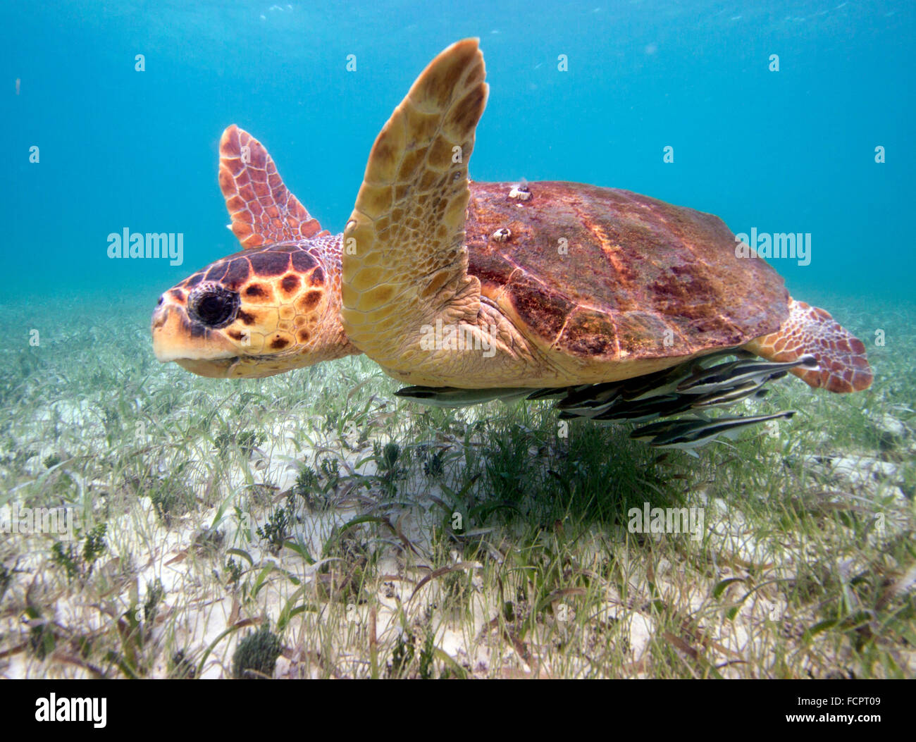 Unechte Karettschildkröte in der Karibik Stockfoto