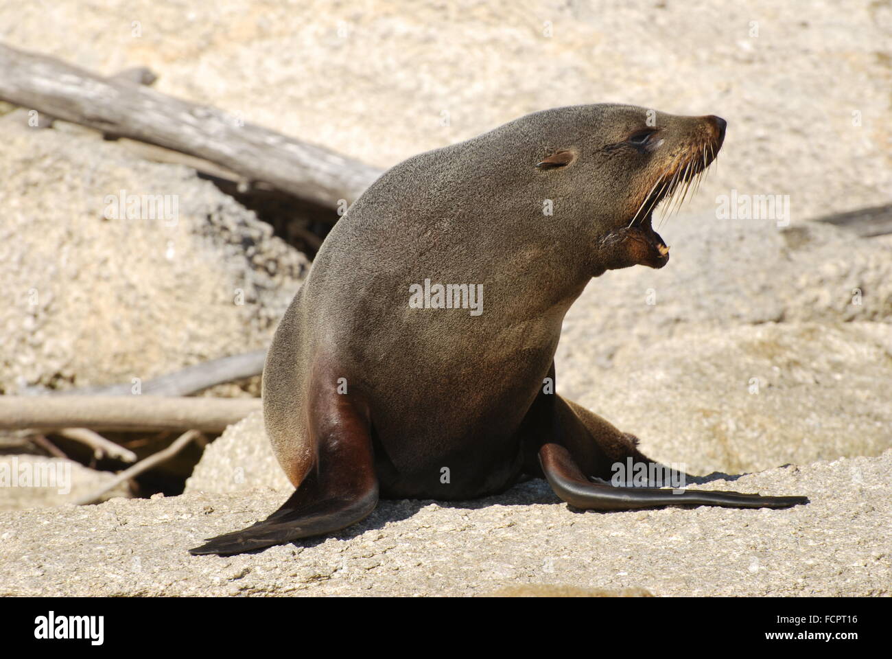 New Zealand Seebär im Abel Tazman Nationalpark gesehen beim Kajakfahren Stockfoto