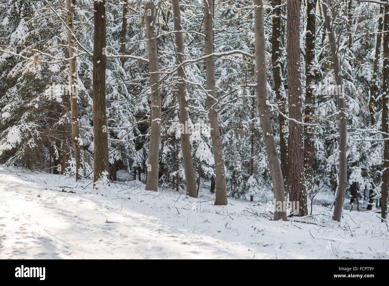 Stille kühl Winer Wald mit Schnee bedeckt Stockfoto