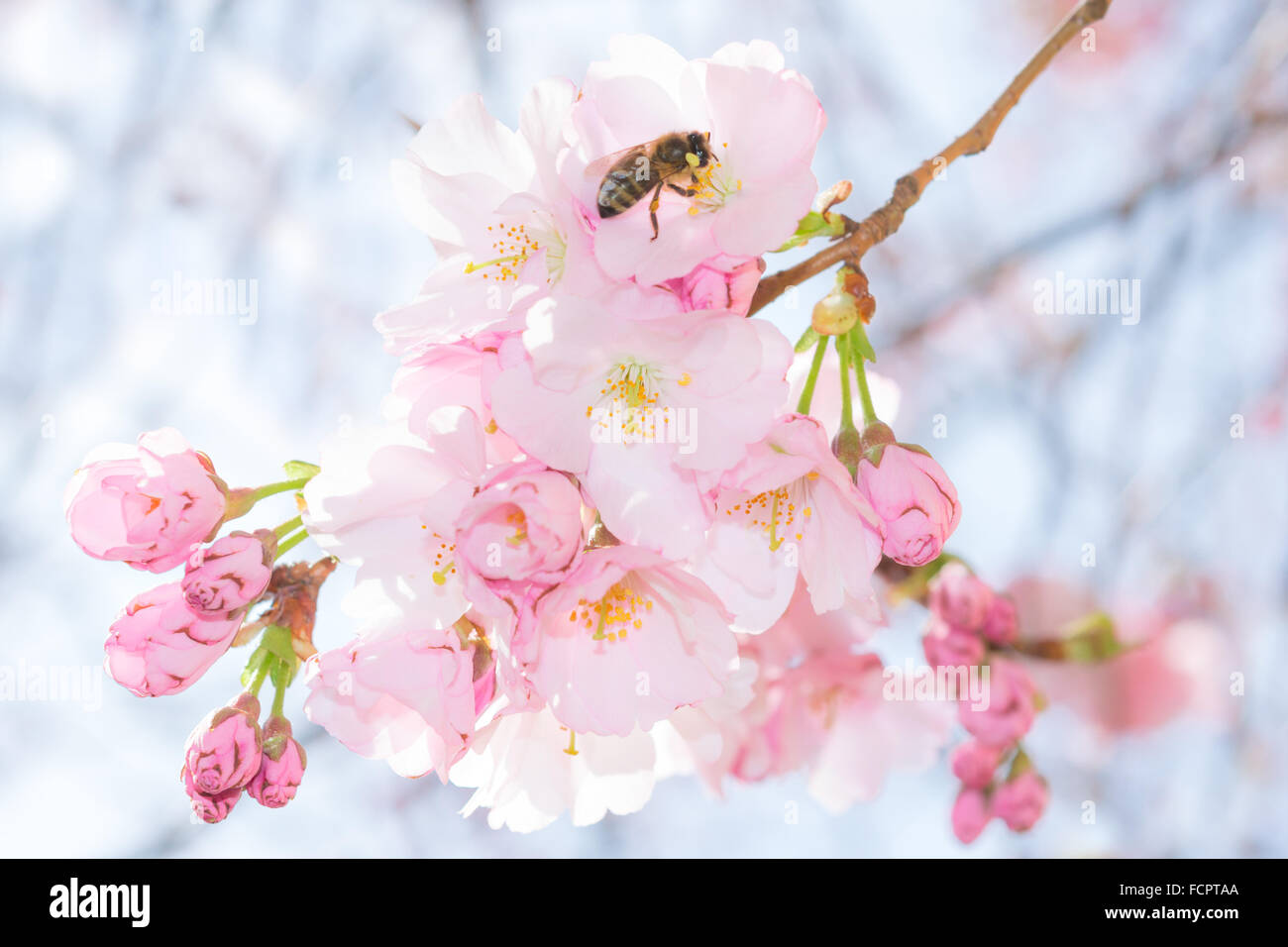 Biene auf Pastell rosa sanfte Blüten von Frühjahr blühenden Baum Apfelzweig Stockfoto