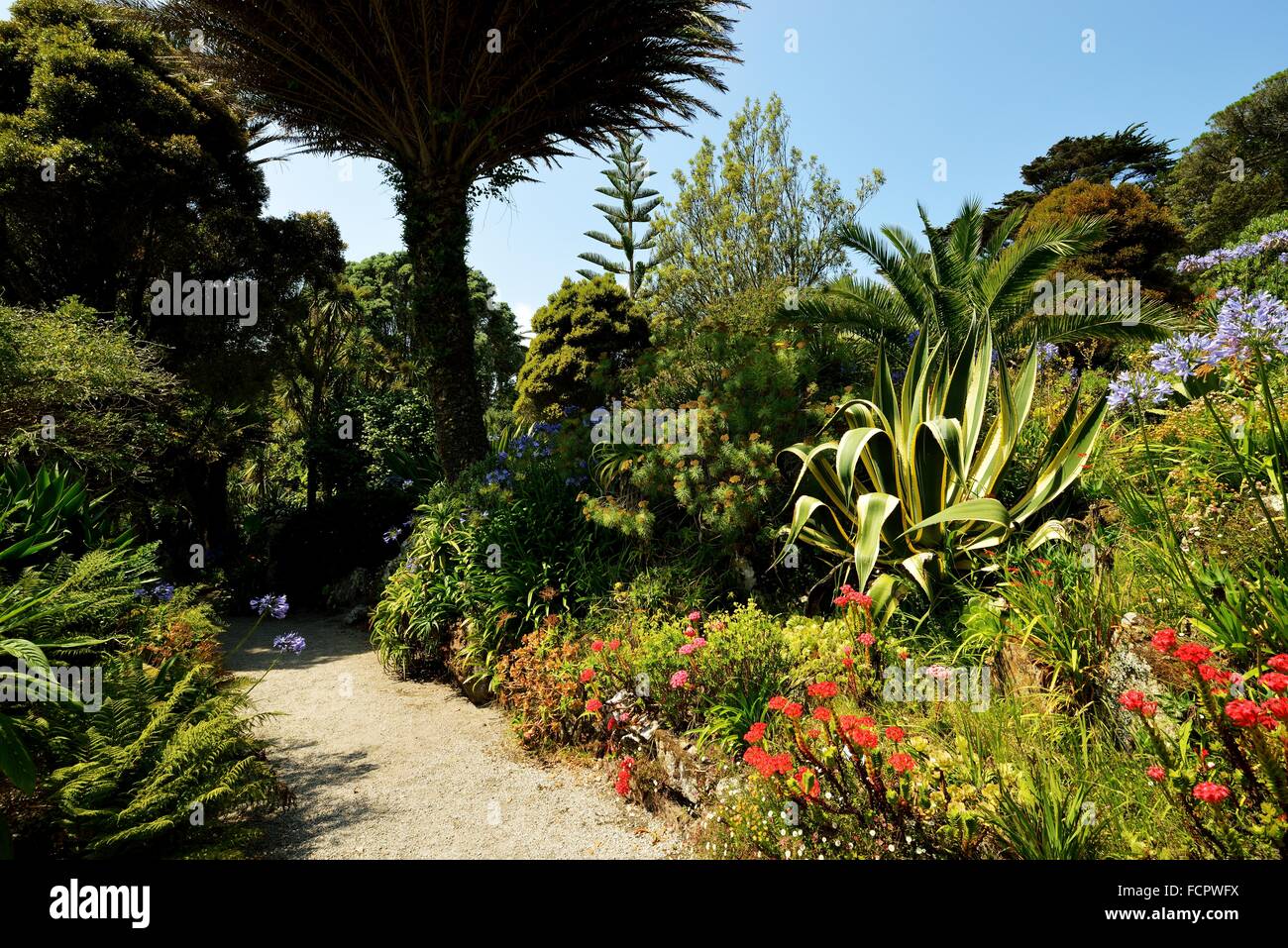 Tresco Klostergarten, Isles of Scilly, Großbritannien Stockfoto