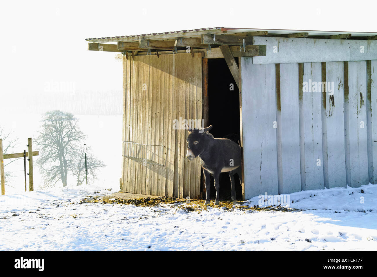 Esel vor Schuppen im Schnee, Esel Vor Hütte Im Winter Stockfoto