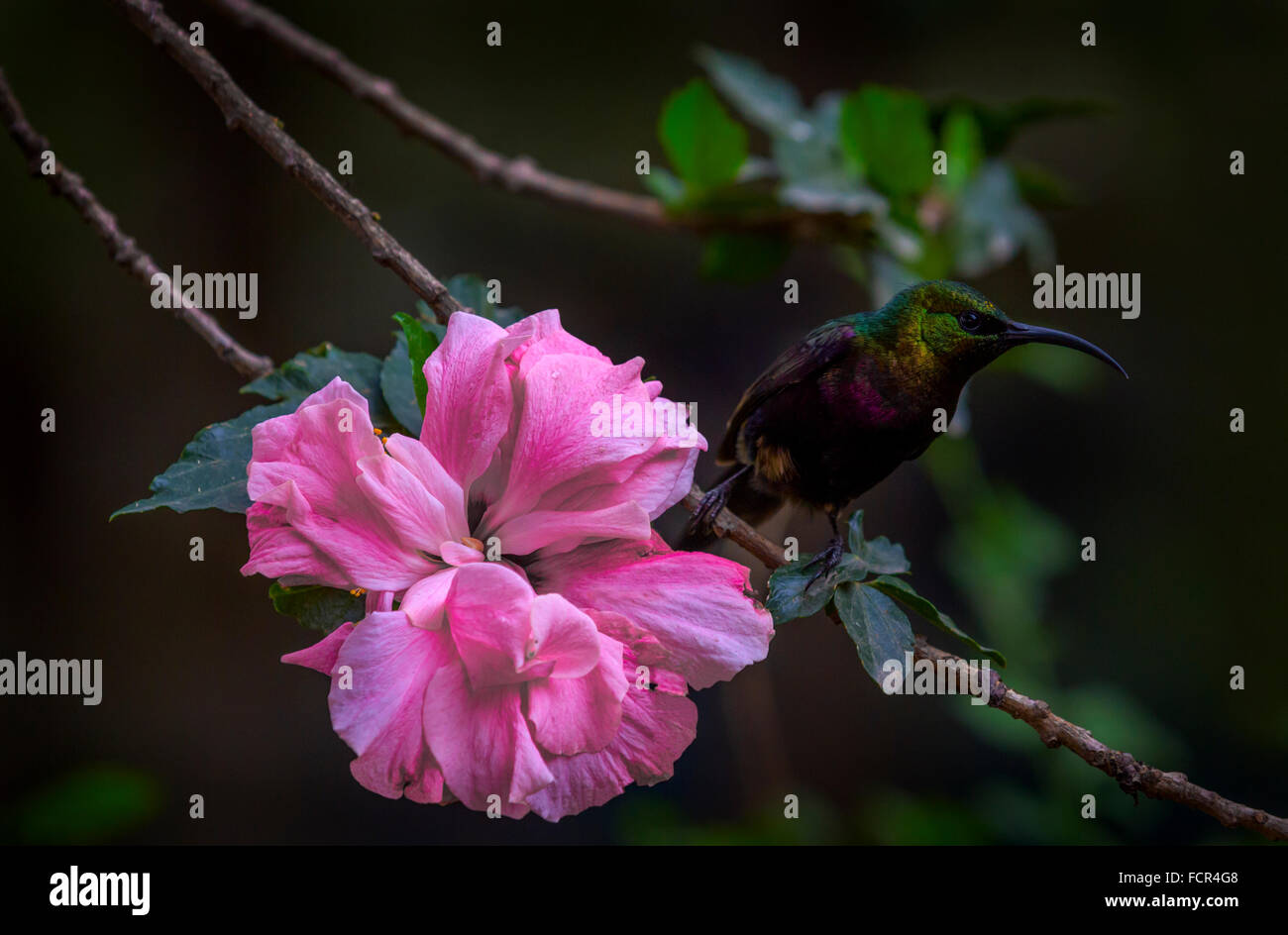 Ein Kolibri sitzt neben eine rosa Blume, Äthiopien. Stockfoto