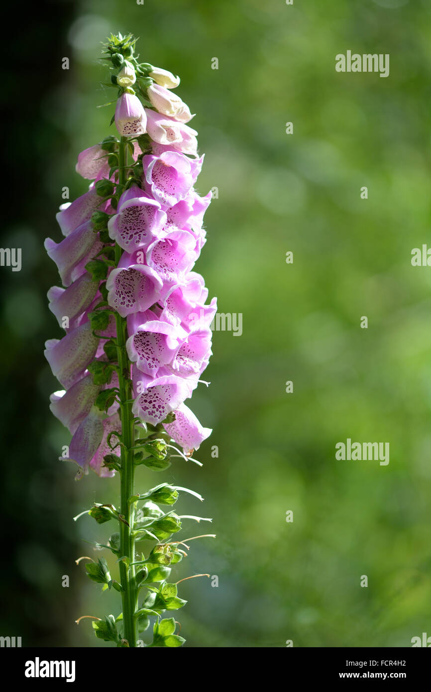 Fingerhut (Digitalis Purpurea). Ein Fingerhut in einem späten Stadium der Blüte, mit Sonnenlicht auf der einen Seite gesehen Stockfoto