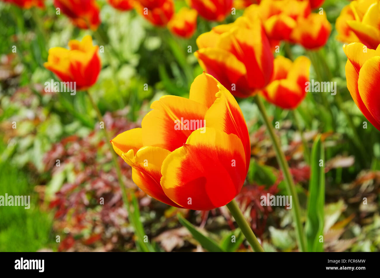Tulpe Rot Gelb - Tulpe rot gelb 08 Stockfoto