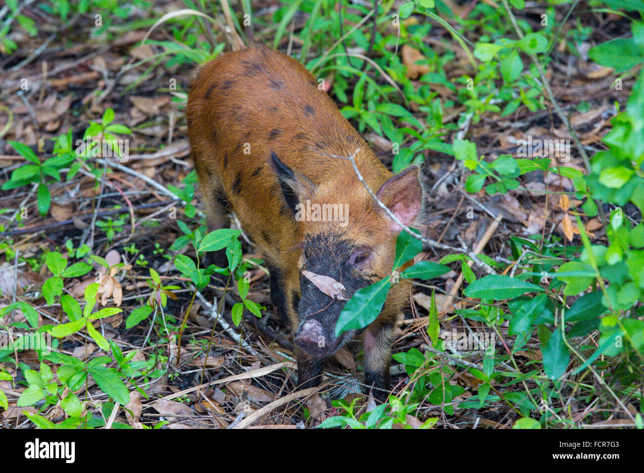 Wilde Wildschwein im Six Mile Cypress Slough Preserve in Fort Myers Florida Stockfoto