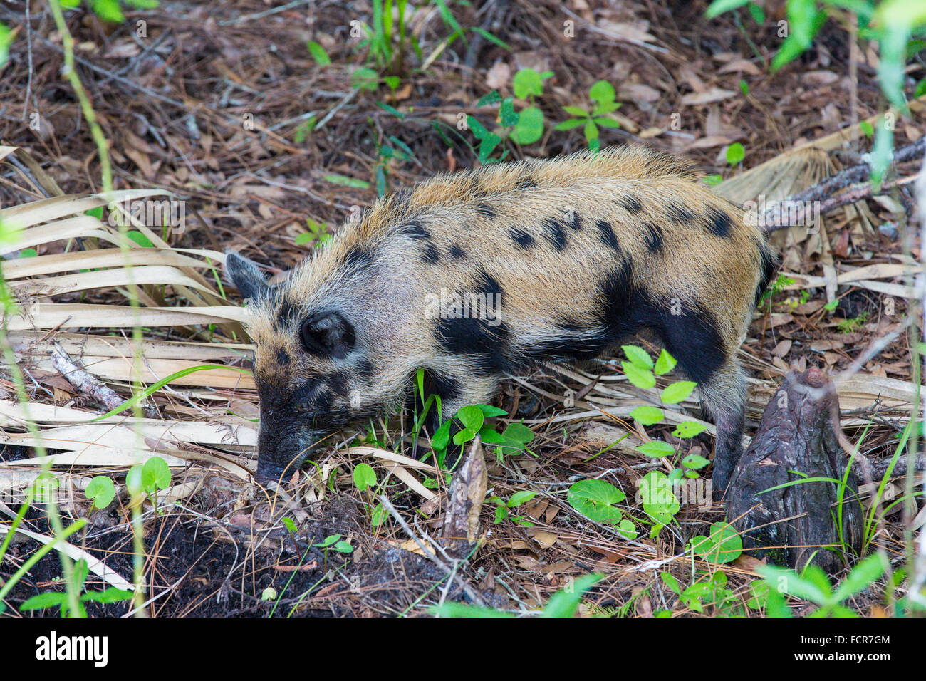 Wilde Wildschwein im Six Mile Cypress Slough Preserve in Fort Myers Florida Stockfoto